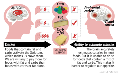 Why we crave high carb fatty foods… it’s not our fault but our brains!